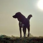Ivy Welpi Hund Straßenhund Gegenlichtaufnahme