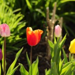 Tulpen im Gegenlicht_DSC6215